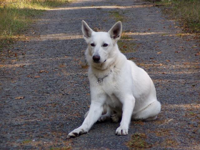 Photos: White swiss shepherd dog (Dog standard) (pictures, images)