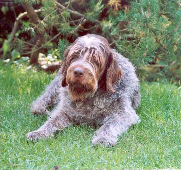 Photos: Wire-haired pointing griffon korthals (Dog standard) (pictures, images)