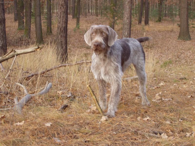 Photos: Wirehaired slovakian pointer (Dog standard) (pictures, images)