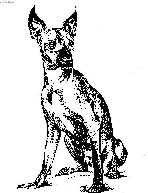 Photos: Xoloitzcuintle (Dog standard) (pictures, images)