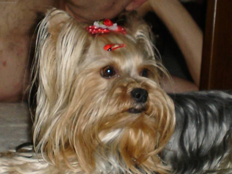 Photos: Yorkshire terrier (Dog standard) (pictures, images)