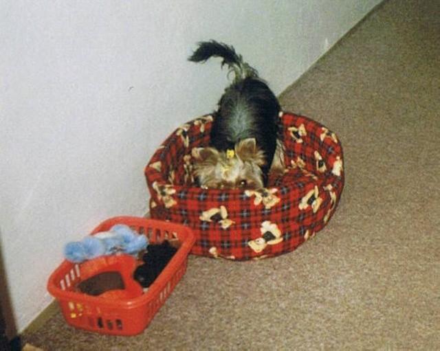 Photos: Yorkshire terrier (Dog standard) (pictures, images)