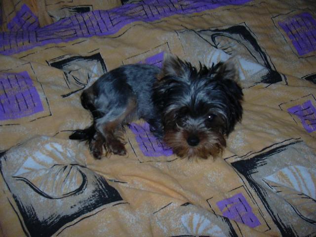 Photos: Yorkshire terrier (Dog standard) (pictures, images)