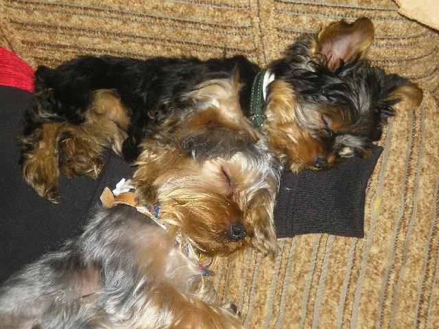 Photos: Yorkshire terrier (Dog standard) (pictures, images)