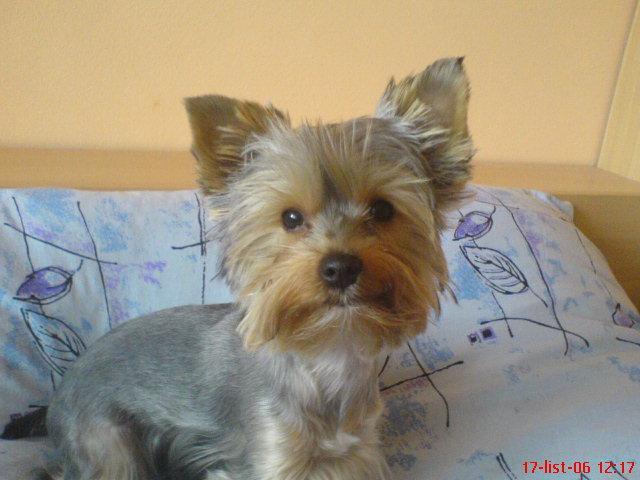 Photos: Yorkshire terrier (Dog standard) (pictures, images)