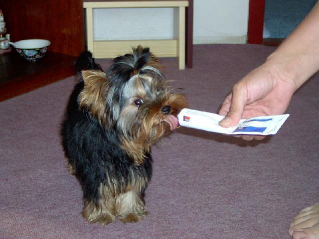 Photos: Yorkshire terrier (Dog standard) (pictures, images)