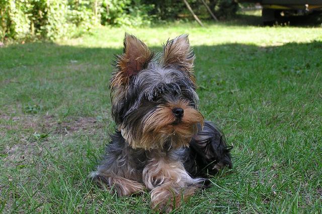 Photos: Yorkshire terrier (Dog standard) (pictures, images)