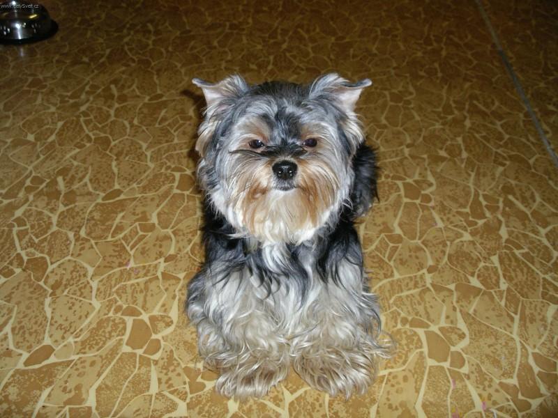 Photos: Yorkshire terrier (Dog standard) (pictures, images)