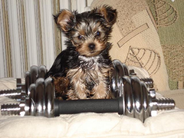 Photos: Yorkshire terrier (Dog standard) (pictures, images)