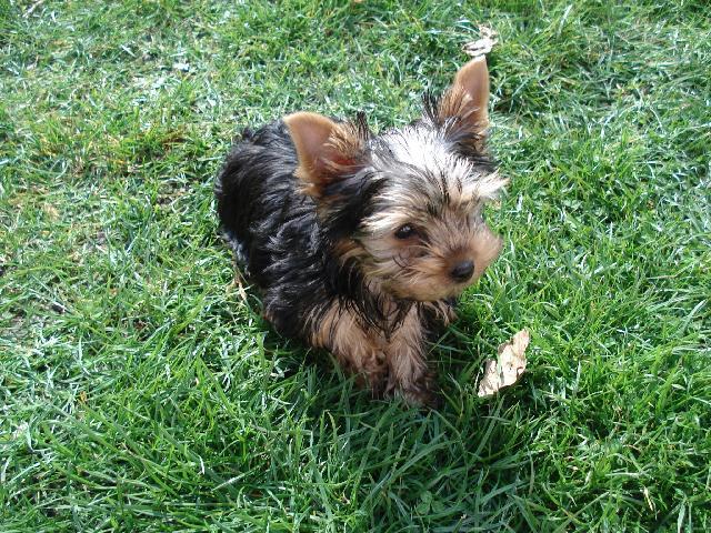 Photos: Yorkshire terrier (Dog standard) (pictures, images)