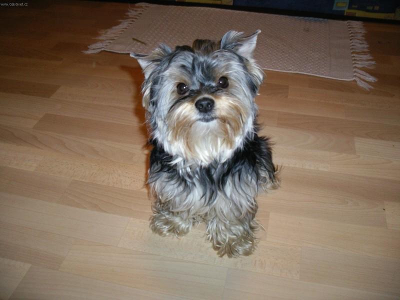 Photos: Yorkshire terrier (Dog standard) (pictures, images)
