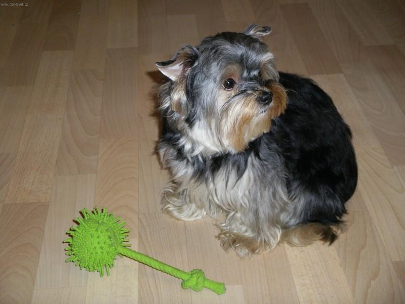 Photos: Yorkshire terrier (Dog standard) (pictures, images)