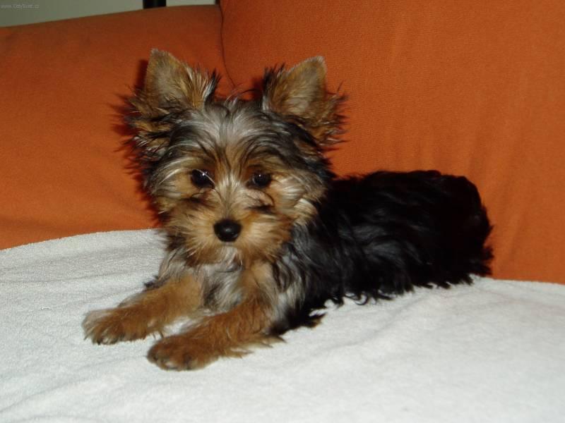 Photos: Yorkshire terrier (Dog standard) (pictures, images)
