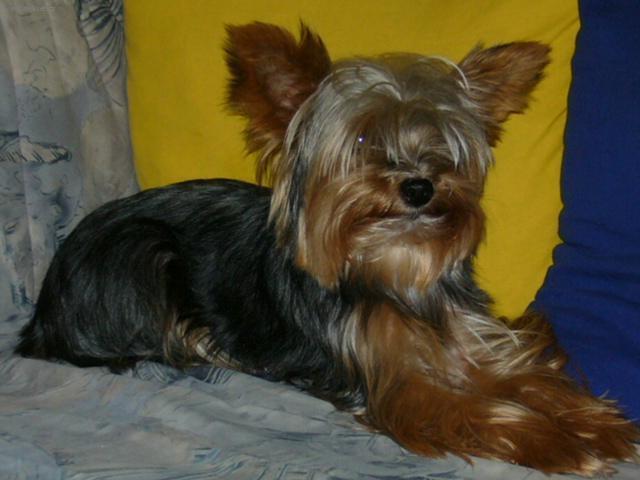 Photos: Yorkshire terrier (Dog standard) (pictures, images)