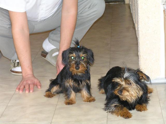 Photos: Yorkshire terrier (Dog standard) (pictures, images)