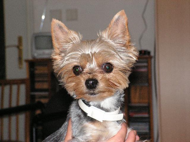 Photos: Yorkshire terrier (Dog standard) (pictures, images)