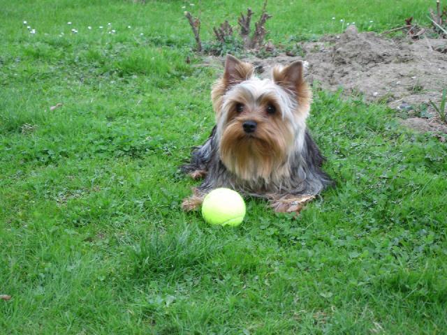 Photos: Yorkshire terrier (Dog standard) (pictures, images)