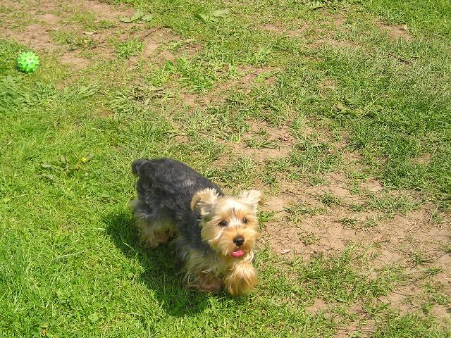 Photos: Yorkshire terrier (Dog standard) (pictures, images)