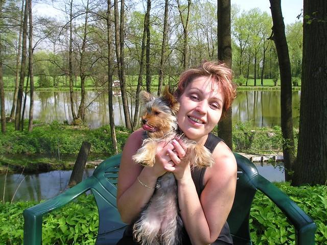 Photos: Yorkshire terrier (Dog standard) (pictures, images)