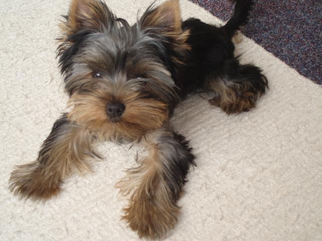 Photos: Yorkshire terrier (Dog standard) (pictures, images)