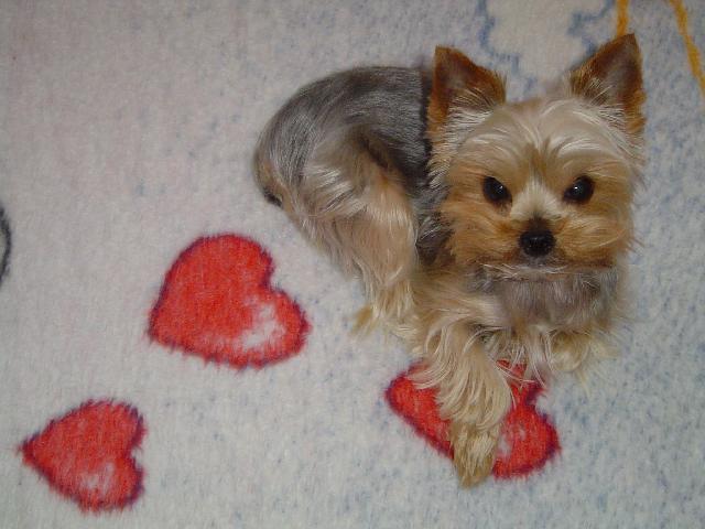 Photos: Yorkshire terrier (Dog standard) (pictures, images)