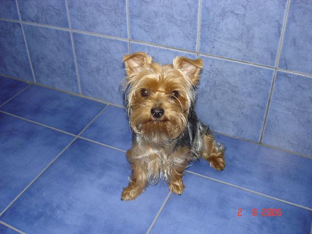 Photos: Yorkshire terrier (Dog standard) (pictures, images)
