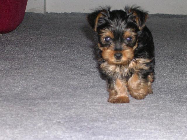 Photos: Yorkshire terrier (Dog standard) (pictures, images)