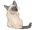 Category IV - Siamese & Oriental