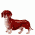 Dachshunds / Dogs, breed
