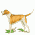 Pointing Dogs / Dogs, breed