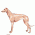Sighthounds / Dogs, breed