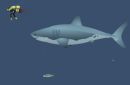 Play free game online: Cousteaus Underwater World