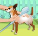 Play free game online: Dress My Pet