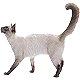 More Avatars to free download