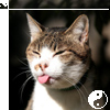 http://www.tiptopglobe.com/forum/images/avatars/gallery/Cats/a-cat-24.jpg