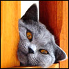 More Avatars to free download