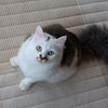 More Avatars to free download