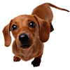More Avatars to free download