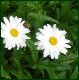 Avatars to free download for your forum or blog (7 100 avatars)