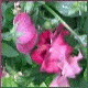 Avatars to free download for your forum or blog (7 100 avatars)