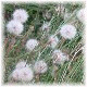 Avatars to free download for your forum or blog (7 100 avatars)