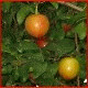 Avatars to free download for your forum or blog (7 100 avatars)