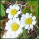 Avatars to free download for your forum or blog (7 100 avatars)