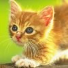 More Avatars to free download