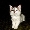 More Avatars to free download