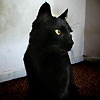 More Avatars to free download