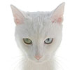 More Avatars to free download
