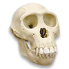 More Avatars to free download