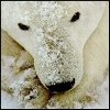 More Avatars to free download