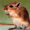 More Avatars to free download